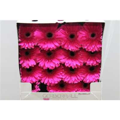 Gerbera Gr Diamond Picobello