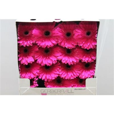 Gerbera Gr Diamond Picobello