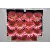 Gerbera Gr Diamond Plot