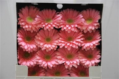 Gerbera Gr Diamond Plot