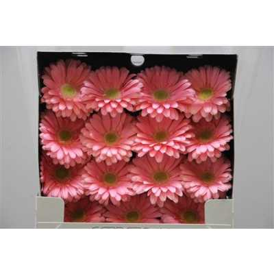 Gerbera Gr Diamond Plot