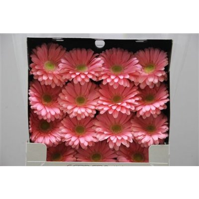 Gerbera Gr Diamond Plot