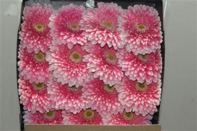 Gerbera Gr Diamond Powerball
