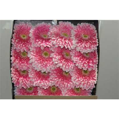 Gerbera Gr Diamond Powerball