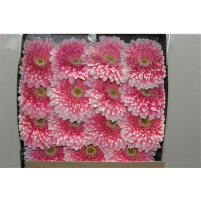 Gerbera Gr Diamond Powerball