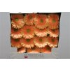 Gerbera Gr Diamond Pre Extase