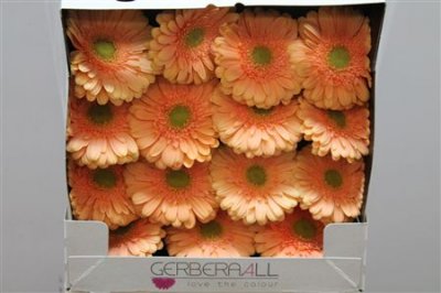 Gerbera Gr Diamond Pre Extase