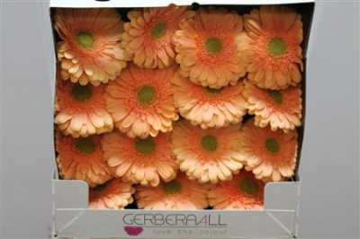 Gerbera Gr Diamond Pre Extase