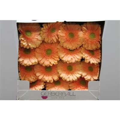 Gerbera Gr Diamond Pre Extase