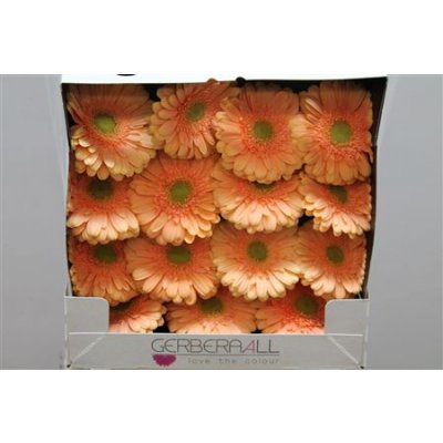 Gerbera Gr Diamond Pre Extase