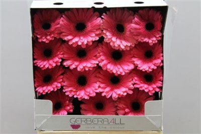 Gerbera Gr Diamond Pre Intenzz
