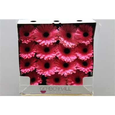 Gerbera Gr Diamond Pre Intenzz