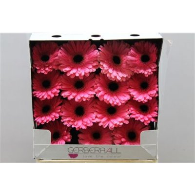 Gerbera Gr Diamond Pre Intenzz