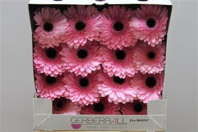 Gerbera Gr Diamond Pre Semmy