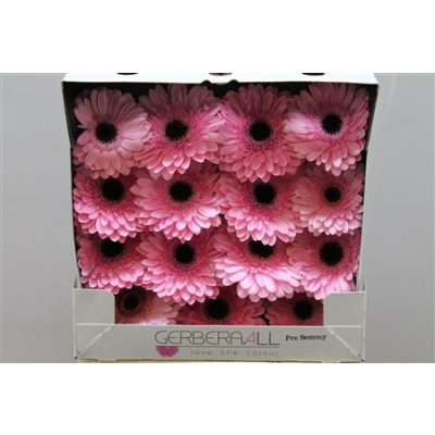Gerbera Gr Diamond Pre Semmy