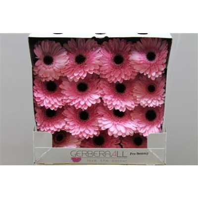 Gerbera Gr Diamond Pre Semmy