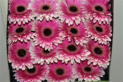 Gerbera Gr Diamond Prelude