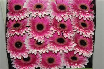 Gerbera Gr Diamond Prelude