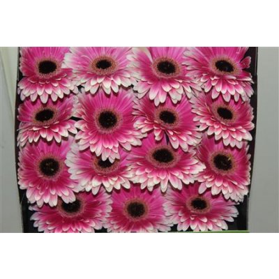 Gerbera Gr Diamond Prelude