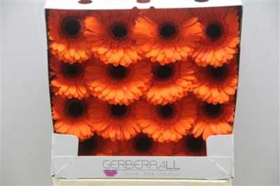Gerbera Gr Diamond Prestige