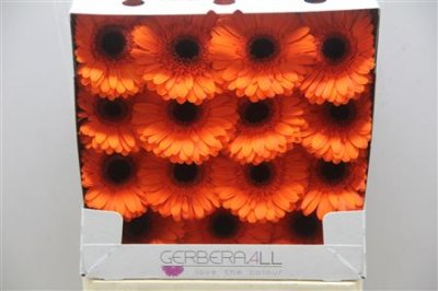 Gerbera Gr Diamond Prestige