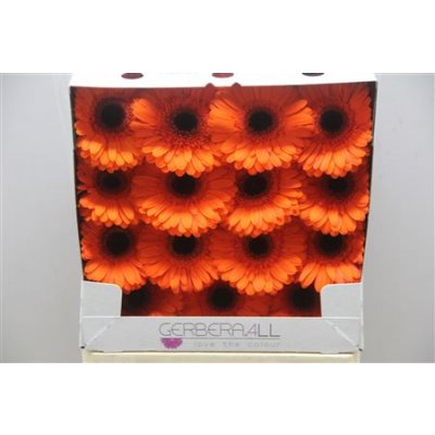 Gerbera Gr Diamond Prestige