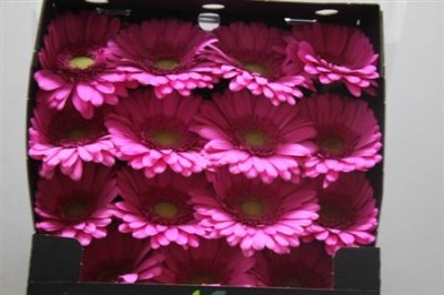 Gerbera Gr Diamond Pretty Nova