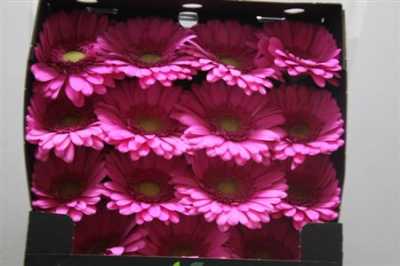 Gerbera Gr Diamond Pretty Nova