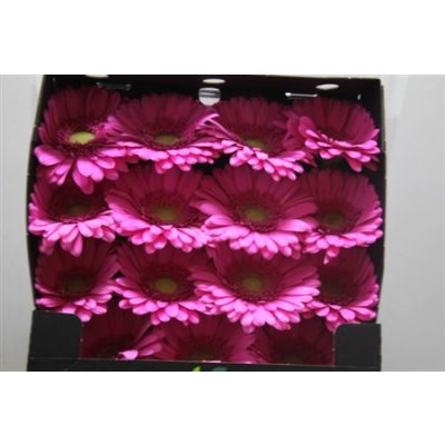 Gerbera Gr Diamond Pretty Nova
