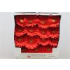 Gerbera Gr Diamond Red Explosion
