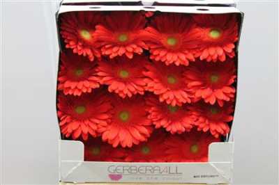 Gerbera Gr Diamond Red Explosion
