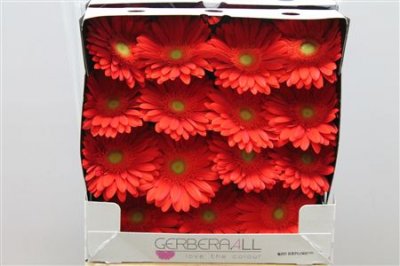Gerbera Gr Diamond Red Explosion