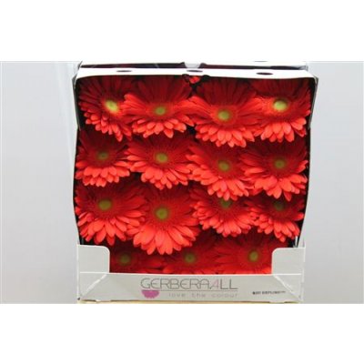 Gerbera Gr Diamond Red Explosion