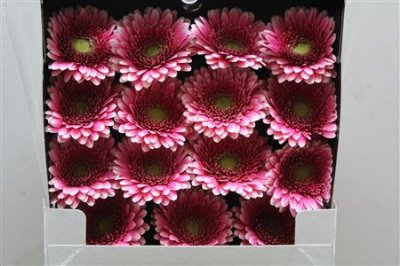 Gerbera Gr Diamond Rendez-vous