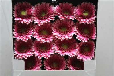 Gerbera Gr Diamond Rendez-vous