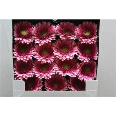Gerbera Gr Diamond Rendez-vous