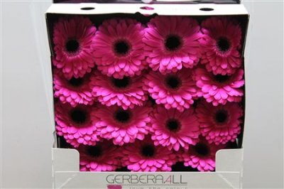 Gerbera Gr Diamond Rich