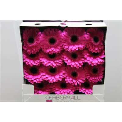 Gerbera Gr Diamond Rich