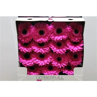 Gerbera Gr Diamond Rich