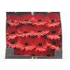 Gerbera Gr Diamond Rodeo