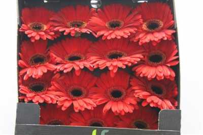 Gerbera Gr Diamond Rodeo