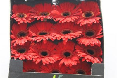 Gerbera Gr Diamond Rodeo