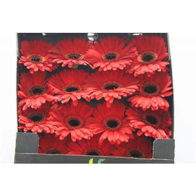 Gerbera Gr Diamond Rodeo