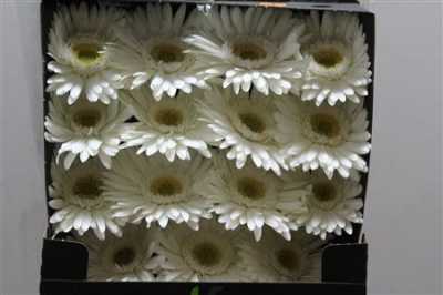 Gerbera Gr Diamond Romance