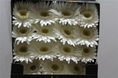 Gerbera Gr Diamond Romance