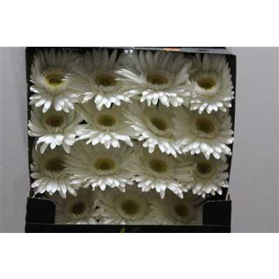 Gerbera Gr Diamond Romance