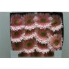 Gerbera Gr Diamond Romella