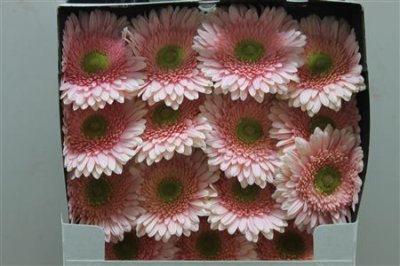 Gerbera Gr Diamond Romella