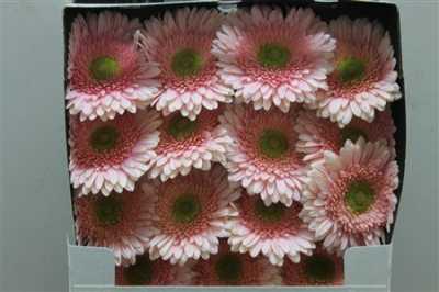 Gerbera Gr Diamond Romella