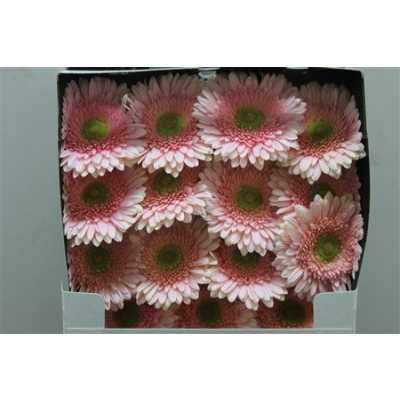 Gerbera Gr Diamond Romella